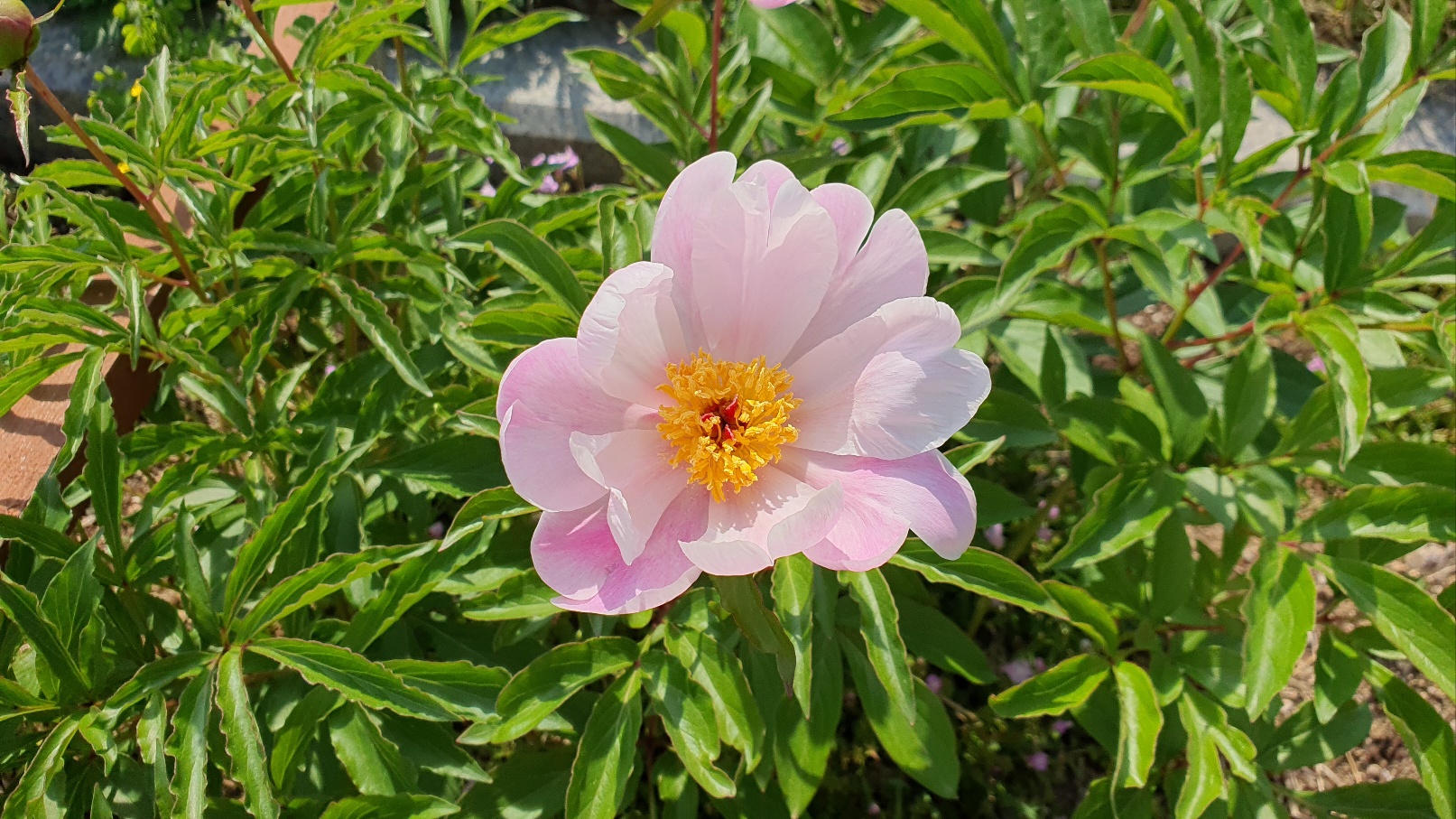 산중의 봄꽃